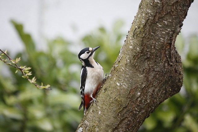Unveiling Lane County’s Avian Neighbors: A Guide to Bird Habitats in Eugene