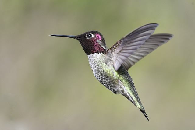 birds, birdwatching, nature, wildlife, binoculars, photography