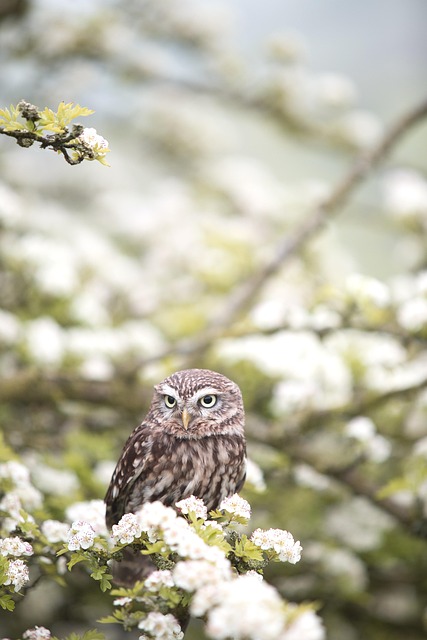 birds, birdwatching, nature, wildlife, binoculars, photography