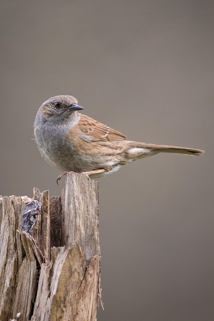 birds, birdwatching, nature, wildlife, binoculars, photography