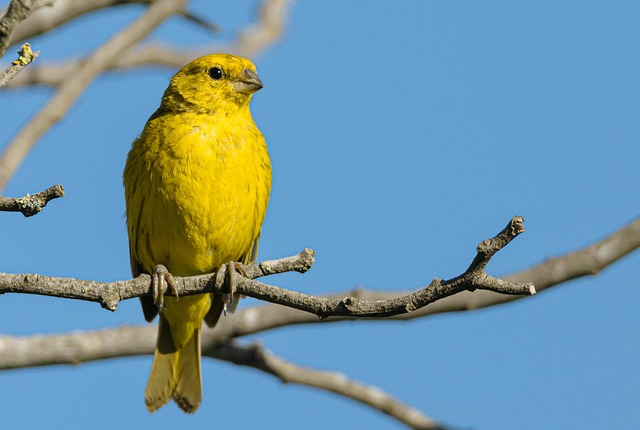 birds, birdwatching, nature, wildlife, binoculars, photography