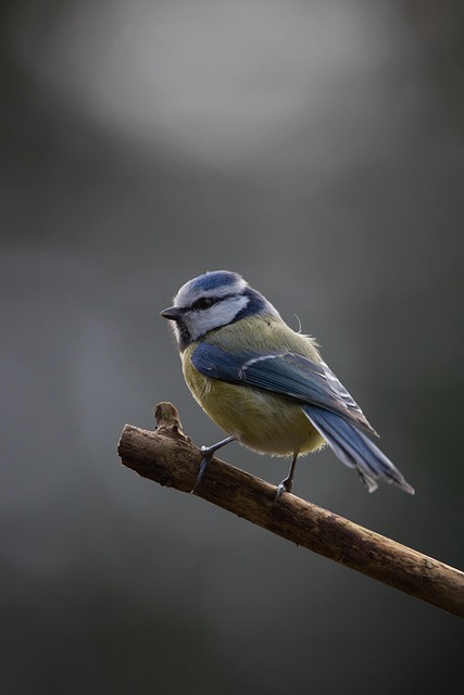 birds, birdwatching, nature, wildlife, binoculars, photography