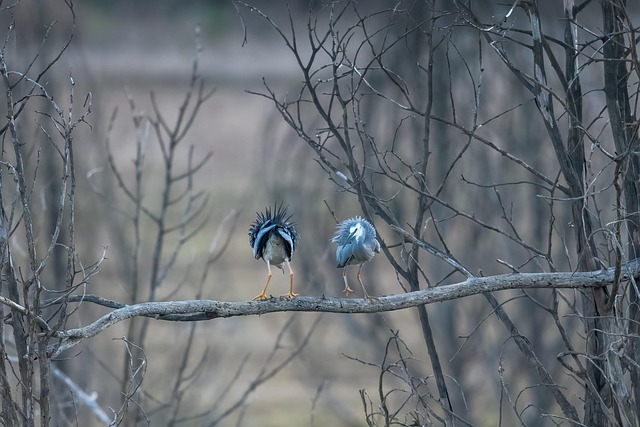 birds, nature, binoculars, wildlife, observation, outdoors