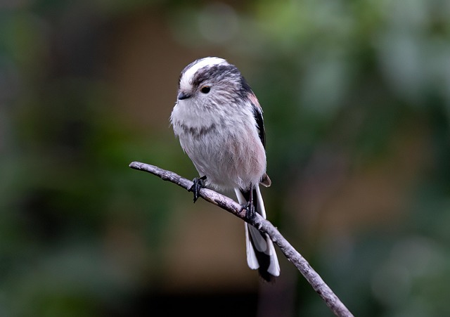 birds-nature-binoculars-wildlife-observa-640x480-24769427.jpeg