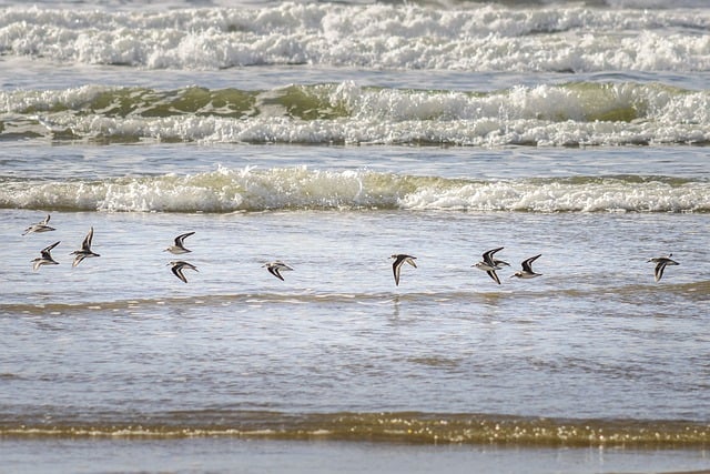 birds, nature, binoculars, wildlife, observation, outdoors