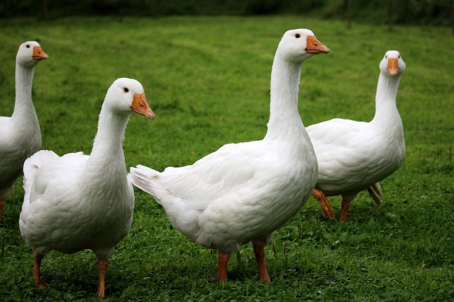 birds, nature, binoculars, wildlife, observation, outdoors