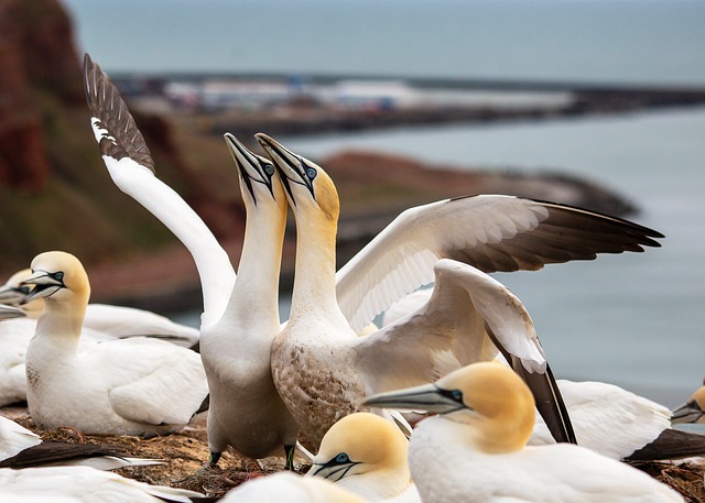 birds, nature, binoculars, wildlife, observation, outdoors