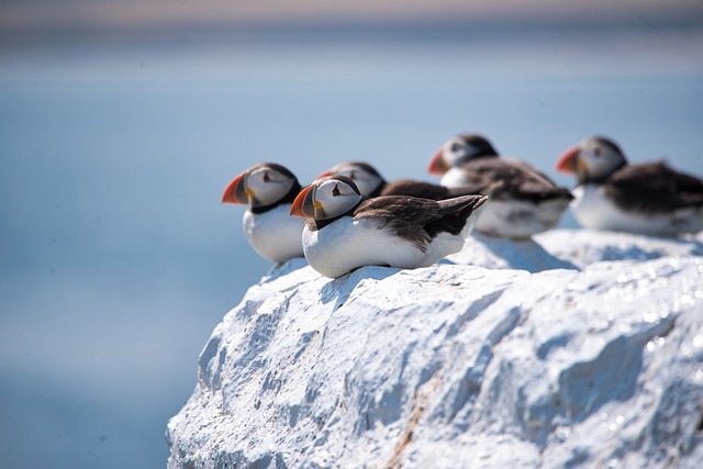 birds, nature, binoculars, wildlife, observation, outdoors