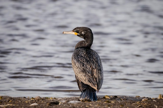 birds, nature, binoculars, wildlife, observation, outdoors