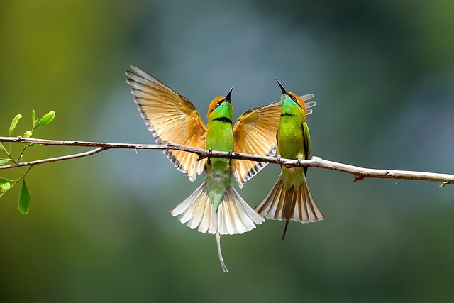 birds-nature-binoculars-wildlife-observa-640x480-55946017.jpeg