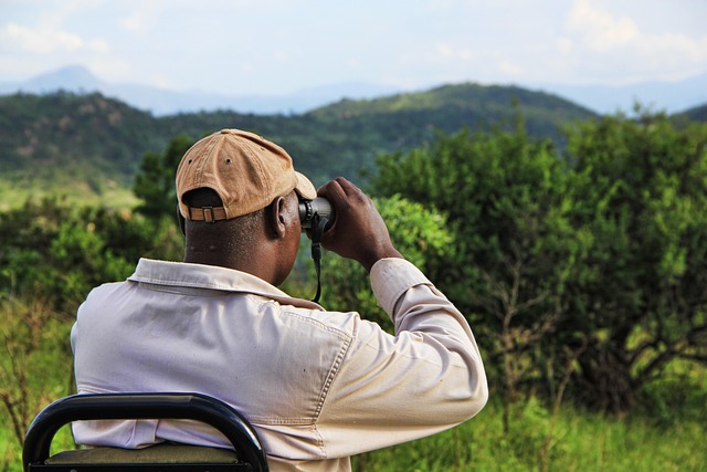 birds, nature, binoculars, wildlife, observation, outdoors