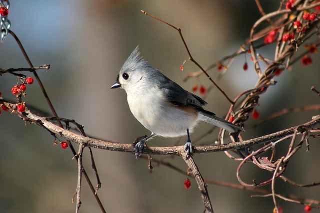 birds-nature-binoculars-wildlife-observa-640x480-64161938.jpeg