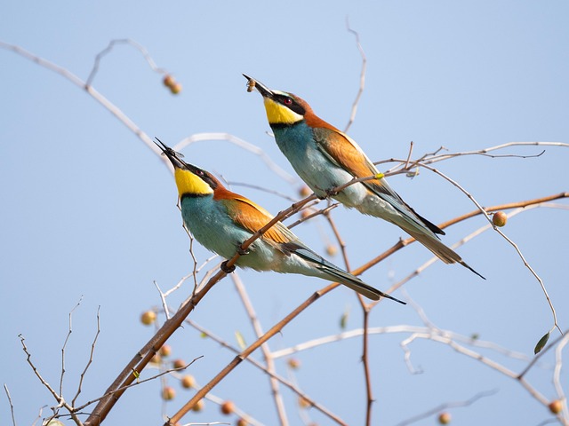 birds-nature-binoculars-wildlife-observa-640x480-7383420.jpeg