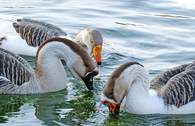 birds, nature, binoculars, wildlife, observation, outdoors