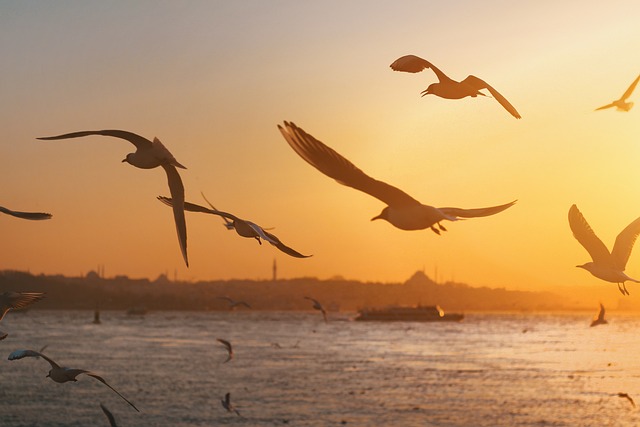 birds, nature, binoculars, wildlife, observation, outdoors