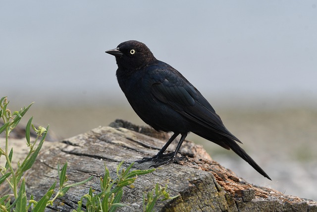 birds-nature-binoculars-wildlife-observa-640x480-89188172.jpeg