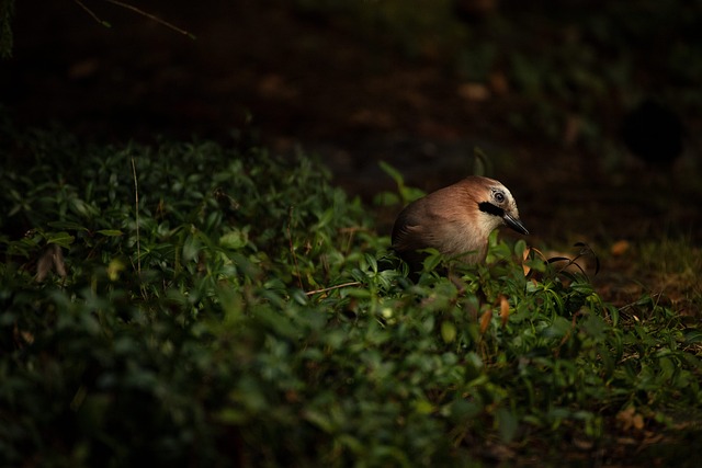 birds-nature-binoculars-wildlife-observa-640x480-89747816.jpeg