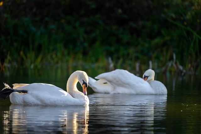 birds, nature, binoculars, wildlife, observation, outdoors