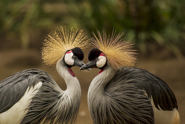 birds-nature-binoculars-wildlife-observa-640x480-95553537.jpeg