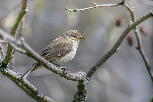 birds, nature, binoculars, wildlife, observation, outdoors