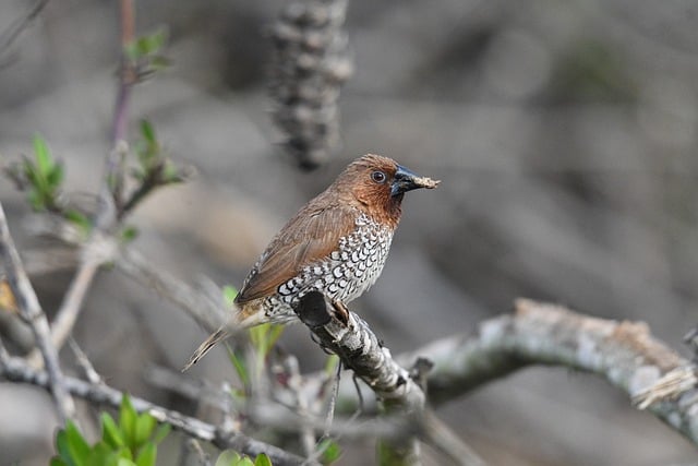 birdwatching