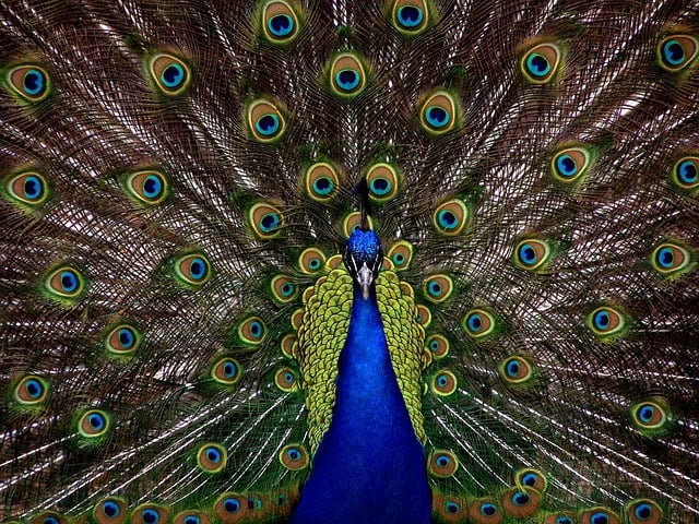 birdwatching