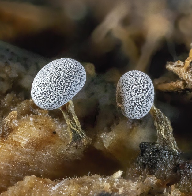 black, mold, toxic, danger, spores, health