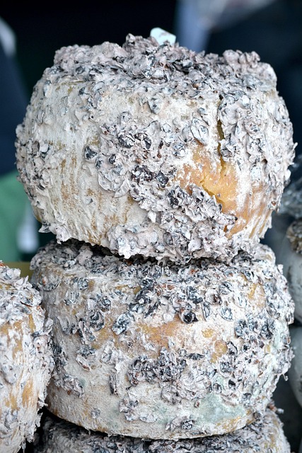 black, mold, toxic, danger, spores, health