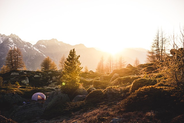 camping, tents, campfire, forest, nature, outdoors