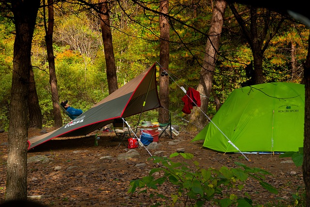camping, tents, campfire, nature, forest, outdoors