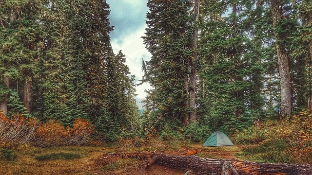 camping, tents, campfire, nature, forest, outdoors