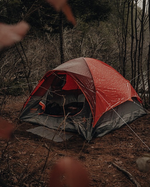 camping, tents, campfire, nature, forest, outdoors