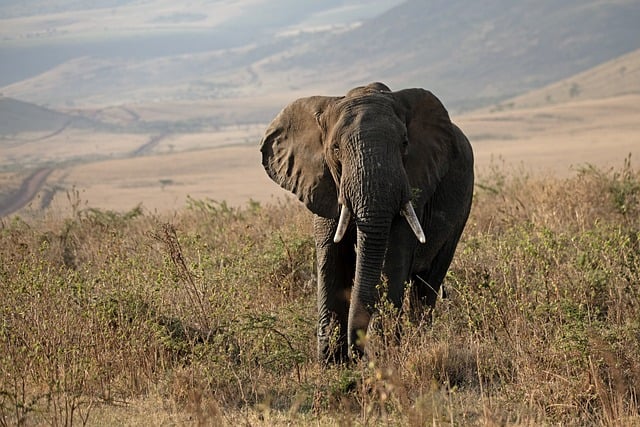 conservation