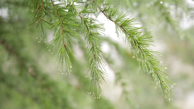 conservation, water, save, efficiency, rainwater, irrigation