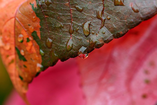 conservation, water, save, efficiency, rainwater, irrigation