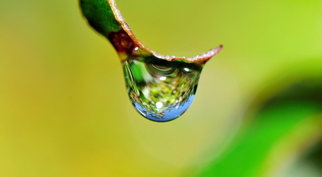 conservation, water, save, efficiency, rainwater, irrigation
