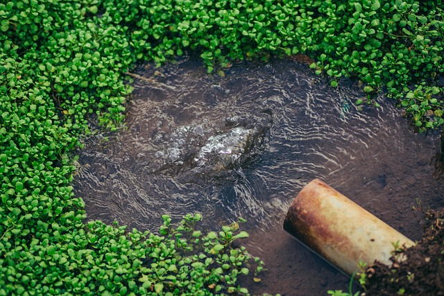 conservation, water, save, efficiency, rainwater, irrigation