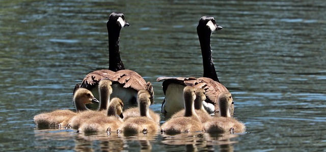 custody, Oregon, grandparents, law, rights, family