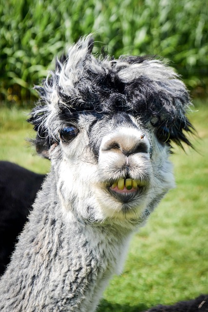 dentistsmilewhite-teeth-640x480-31037104.jpeg
