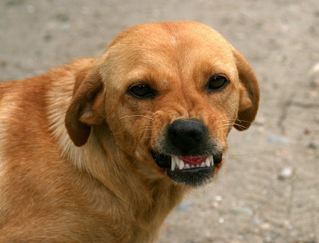 dentist,smile,white teeth