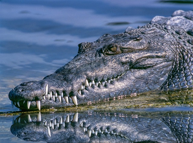 dentistsmilewhite-teeth-640x480-73902376.jpeg