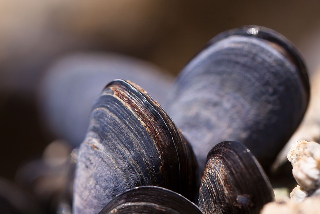 dining, cuisine, restaurant, seafood, culinary, local