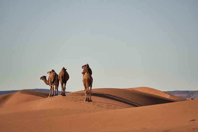 dunes, sandboarding, adventure, landscape, nature, photography