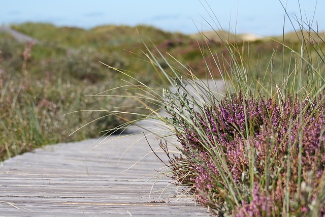 dunes-sandboarding-adventure-landscape-n-640x480-75830310.jpeg