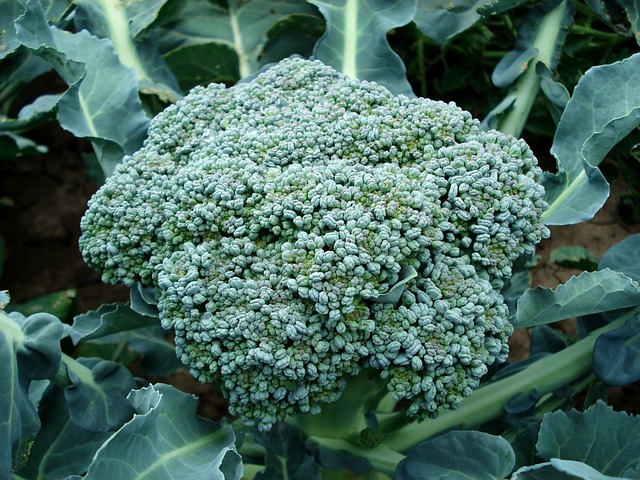 Local Markets Oregon: Exploring Lane County’s Farmers Market Scene