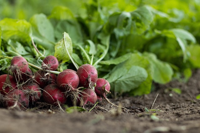 farmers-market-produce-vegetables-fresh-640x480-67333135.jpeg