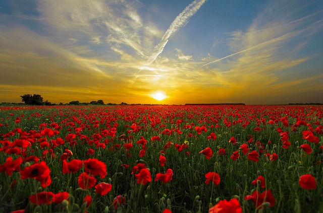 field