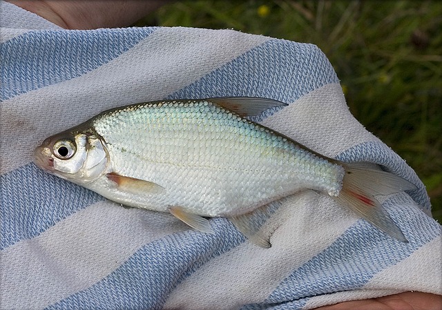 fishing-river-lake-nature-angling-outdoo-640x480-15059436.jpeg