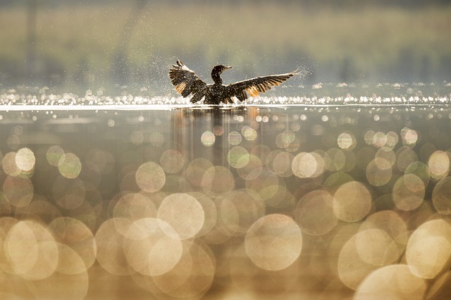 fishing, river, lake, nature, angling, outdoors