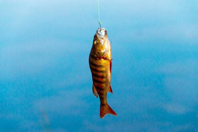 fishing, river, lake, nature, angling, outdoors